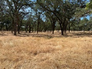 23rd May 2022 - Blue Oaks Park is very dry now