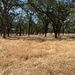 Blue Oaks Park is very dry now