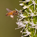 A Busy Bee _B195435 by merrelyn
