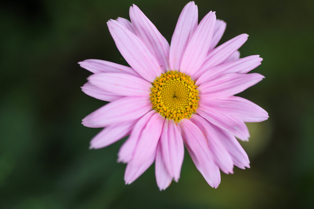 Marguerite Daisy - Pink  by phil_sandford
