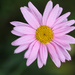 Marguerite Daisy - Pink  by phil_sandford
