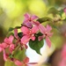 Crab Apple Blossoms by lynnz