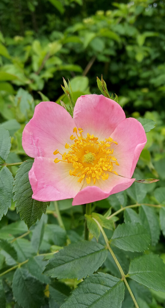 Dog rose by 365projectorgjoworboys