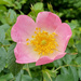 Dog rose by 365projectorgjoworboys