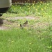 Robins Enjoying the Long Grass 
