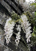 23rd May 2022 - White Wisteria