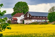 23rd May 2022 - Farm in a rapeseed field