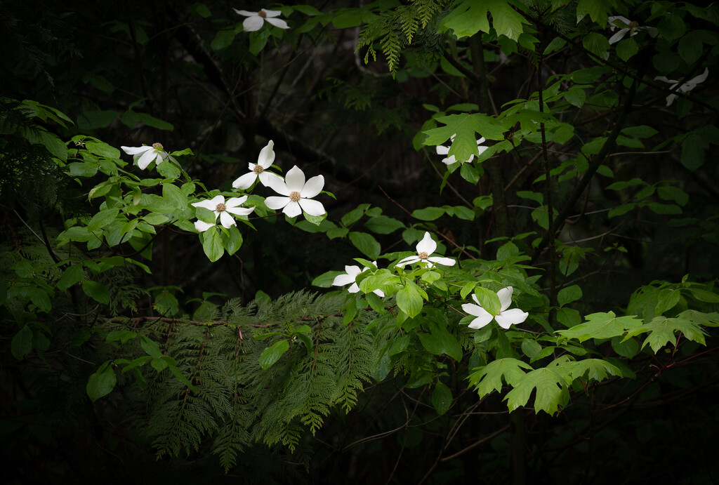 Dogwood in the Cedars by theredcamera