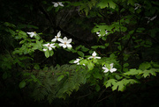 23rd May 2022 - Dogwood in the Cedars
