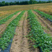 The rows of watermelon plants...