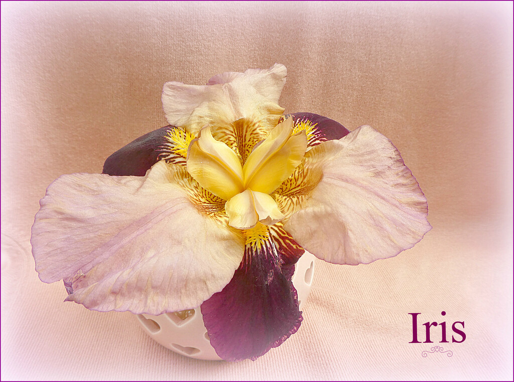 Iris  by wendyfrost
