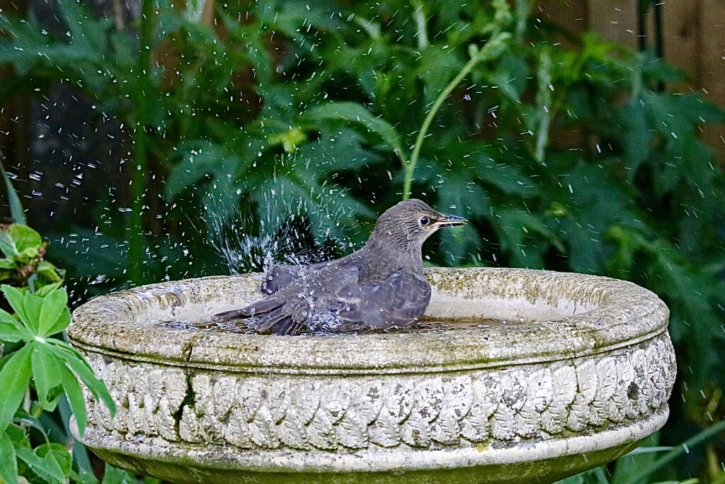 Splish Splash I was taking a bath…. by carole_sandford