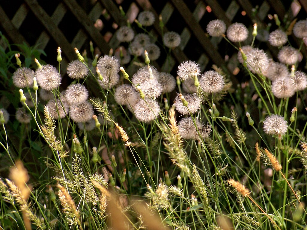 Wish weeds... by marlboromaam