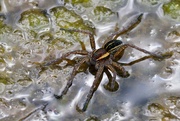 23rd May 2022 - RAFT SPIDER
