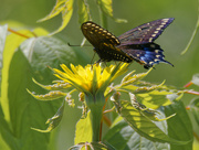 23rd May 2022 - black swallowtail butterfly 