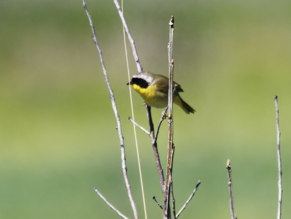 common yellowthroat  by rminer
