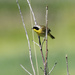common yellowthroat  by rminer