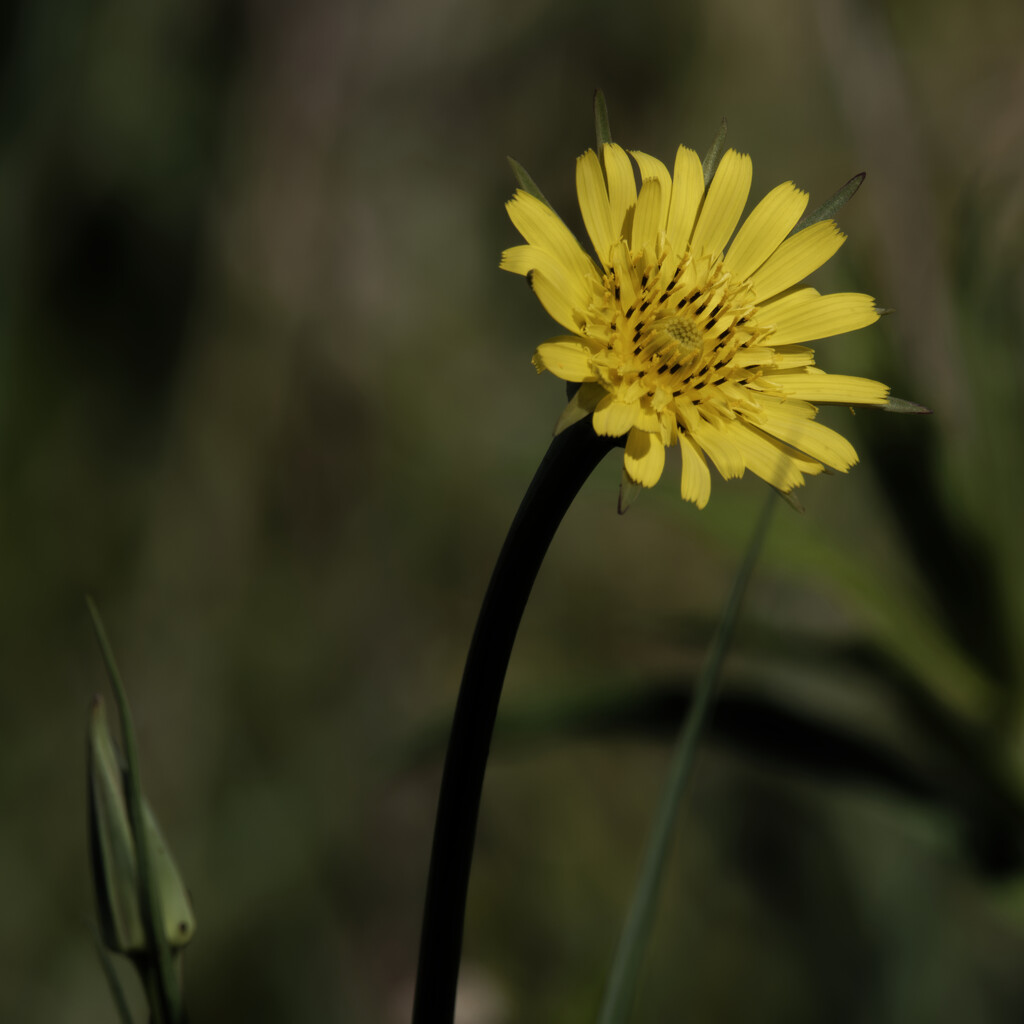 meadow salsify by rminer