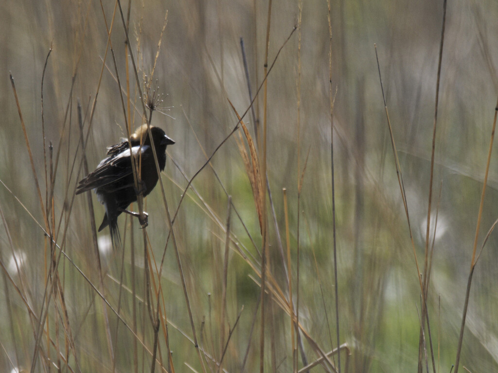 bobolink in the tall grass by rminer