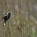 bobolink in the tall grass by rminer