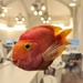 Fish in the library 