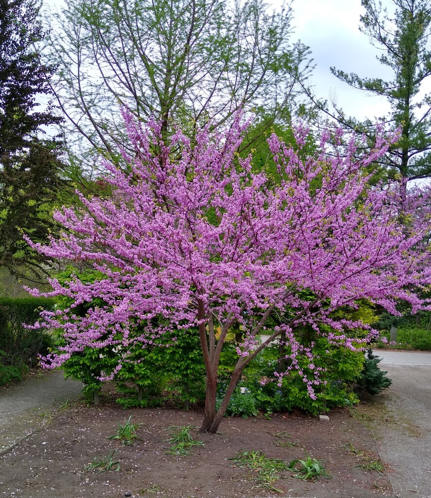 Flowering tree by bruni