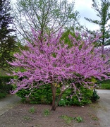 23rd May 2022 - Flowering tree