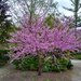 Flowering tree by bruni