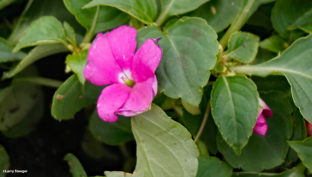 Impatien flower by larrysphotos