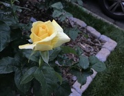 21st May 2022 - Yellow Rose