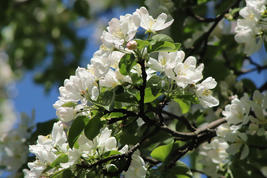 Apple tree in bloom. by nyngamynga
