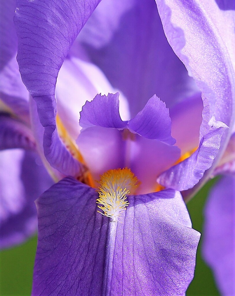 Iris by lynnz