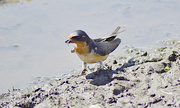 16th May 2022 - Barn Swallow