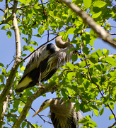 18th May 2022 - Two Great Blue Herons in a Tree