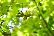 13th May 2022 - Western Tanager