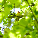 Western Tanager by stephomy