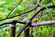 12th May 2022 - Wilson's Warbler