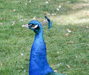 23rd May 2022 - Nosy peacock