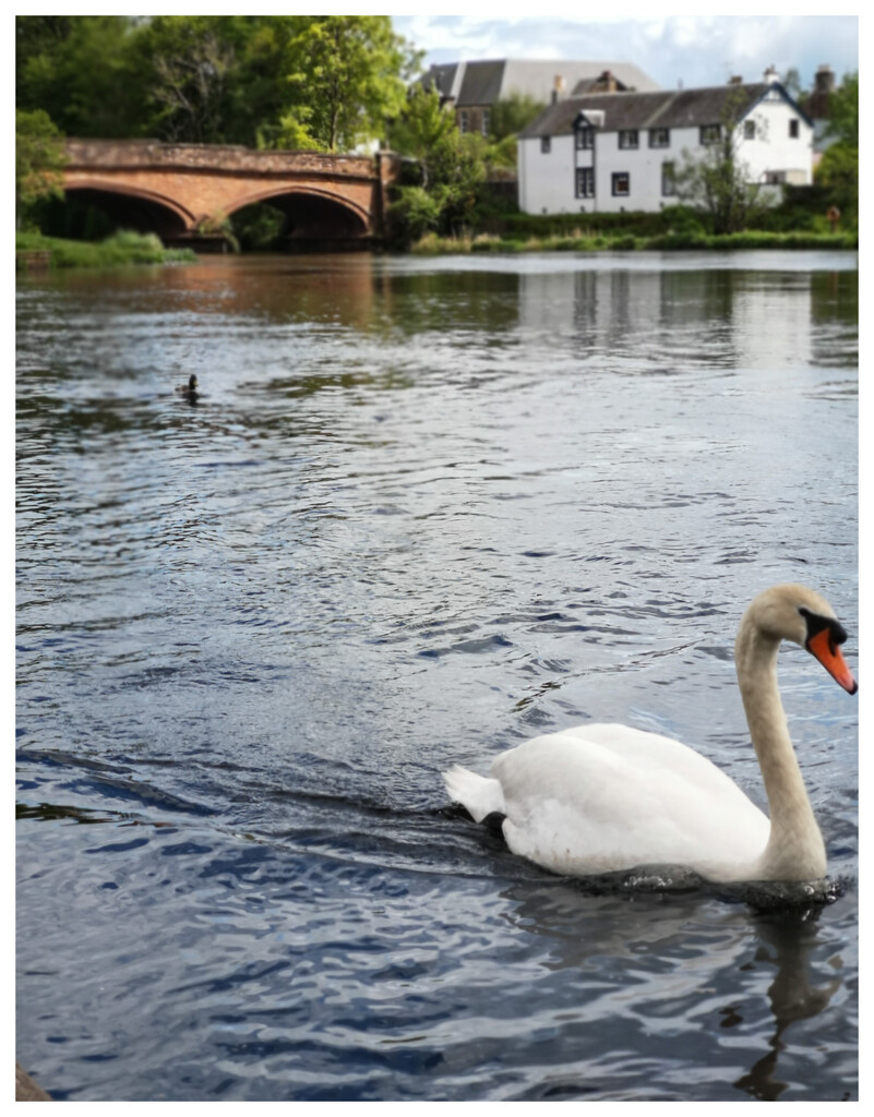 Swan and Bridge by sanderling