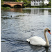 Swan and Bridge by sanderling