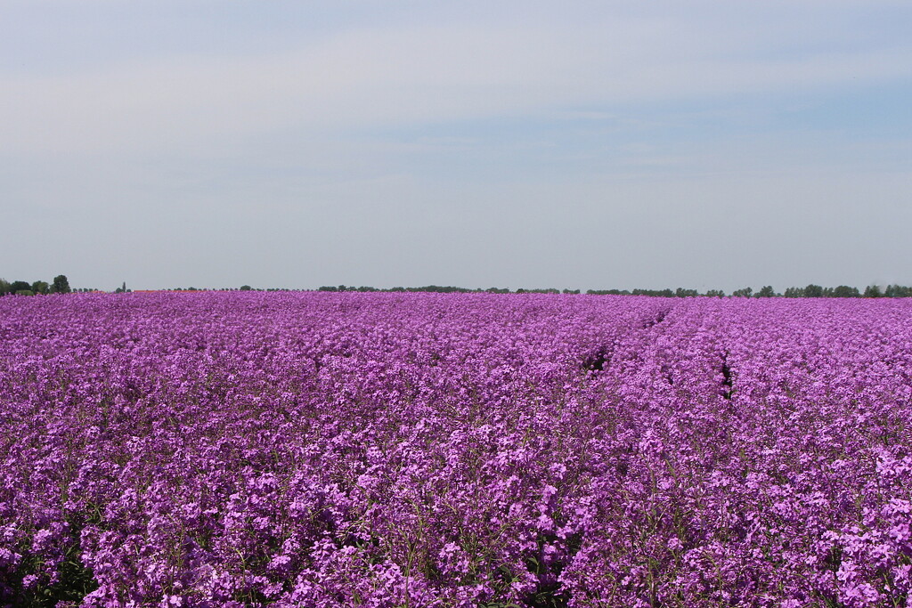 Purple plain by pyrrhula