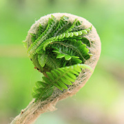 23rd May 2022 - Fiddlehead Popping Open