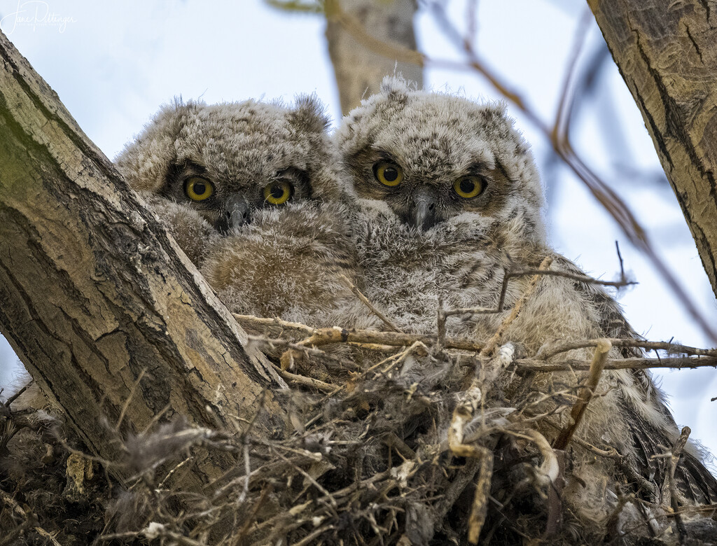Owlets Alone in the Nest  by jgpittenger