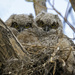 Owlets Alone in the Nest  by jgpittenger