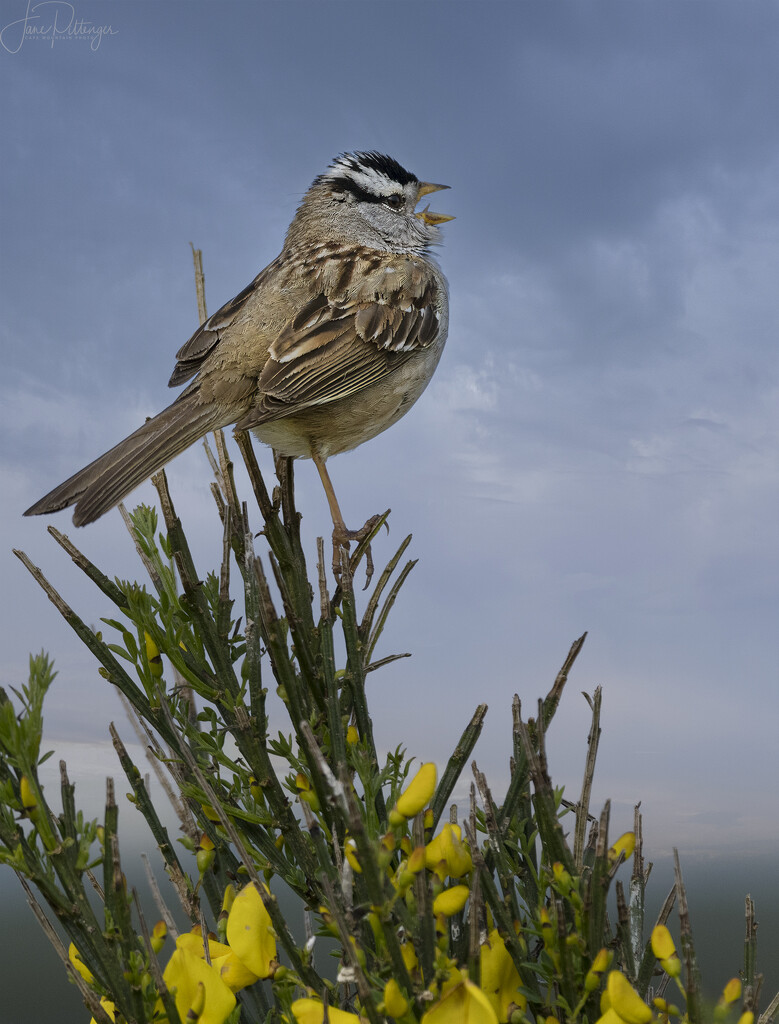 White Crowned Sparrow Singing At Dawn  by jgpittenger