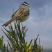 White Crowned Sparrow Singing At Dawn 