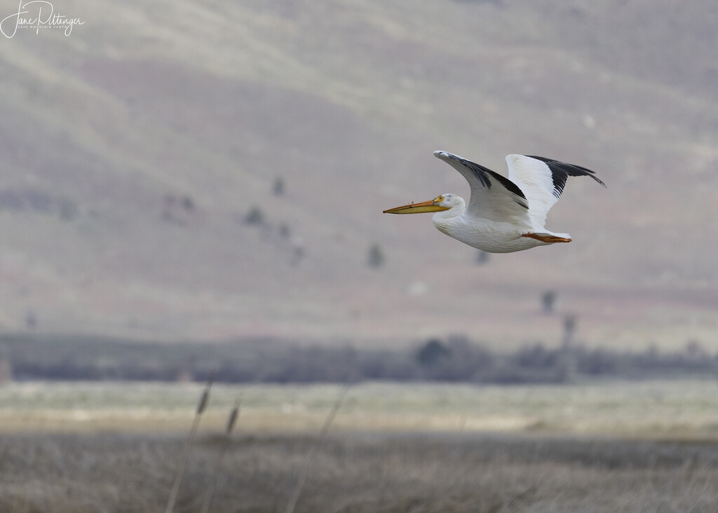 White Pelican Flying  by jgpittenger