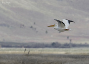 24th May 2022 - White Pelican Flying 