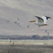 White Pelican Flying  by jgpittenger
