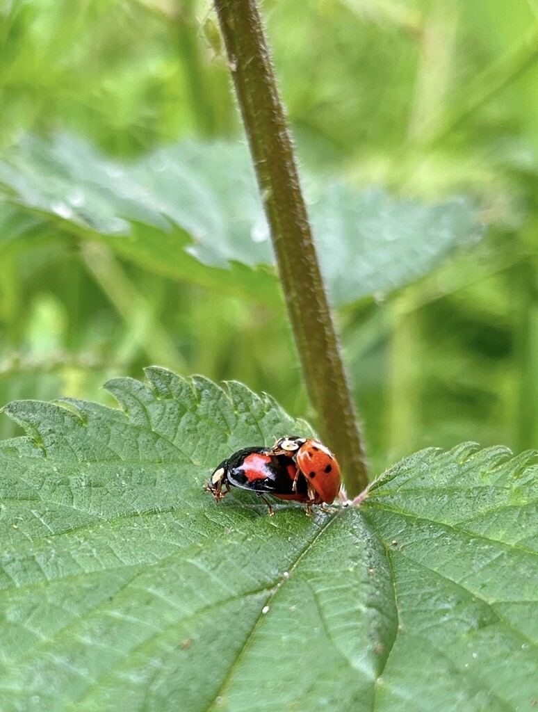 Ladybird love  by pattyblue